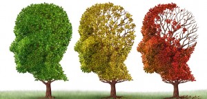 Memory loss and brain aging due to dementia and alzheimer's disease as a medical icon of a group of color changing autumn fall trees shaped as a human head losing leaves as intelligence function on a white background.