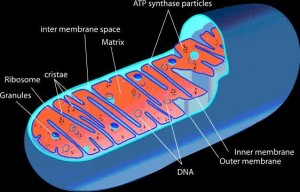 Mitochondria-562x359