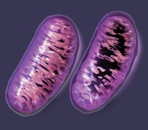 Mitochondrial_Damage_Big_Pharm